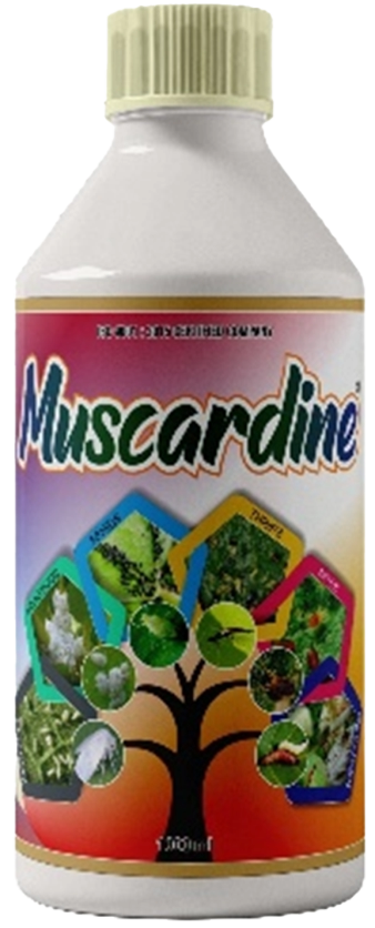 Muscardine